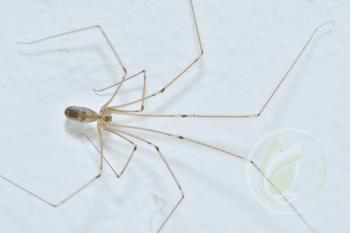 Daddy-long-legs spider - Pholcus opilionoides 