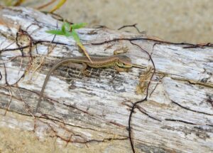 Portrét a makro fotografia jašterice krátkohlavej na piesku pri rieke