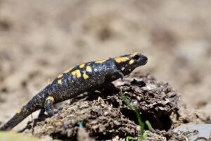 Salamandra škvrnitá portrét na piesku