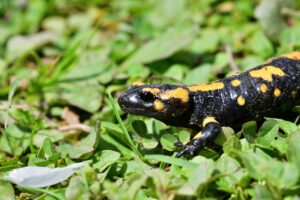 Salamandra škvrnitá lezie v tráve medzi lístím