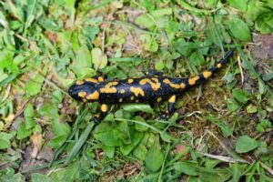 Salamandra škvrnitá lezie v tráve medzi lístím