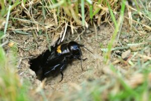 Makro fotografia hlavy Svrček poľný