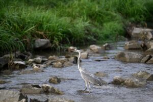 Volavka popolavá sa brodí riekou a hľadá ryby