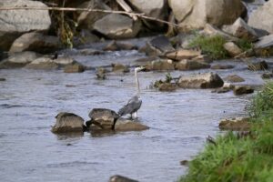 Volavka popolavá sa brodí riekou a hľadá ryby