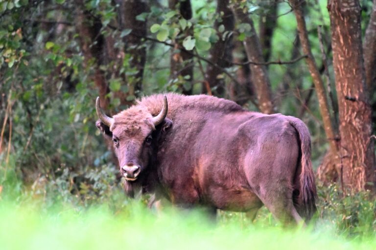 European bison