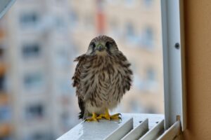 Sokol myšiar sedí na okraji balkóna pri ľudskom bývaní