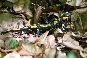 Jašterica salamandra sa plazí v lístí.