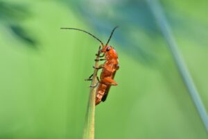 Snehulčík žltý lezie po steble trávy. Macro foto.