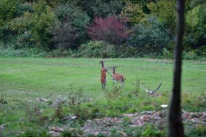 Hinds takes pleasure in the meadow early evening
