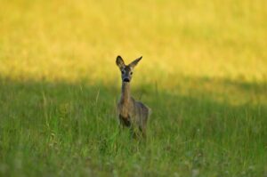 A small deer looks at a meadow