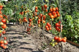 Farmár zbiera dozreté paradajky do koša.