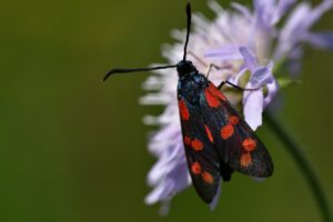 Vretienka obyčajná je na kvete na lúke macro foto.